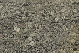 Fossil Crinoid Stems In Limestone Slab #206822-1